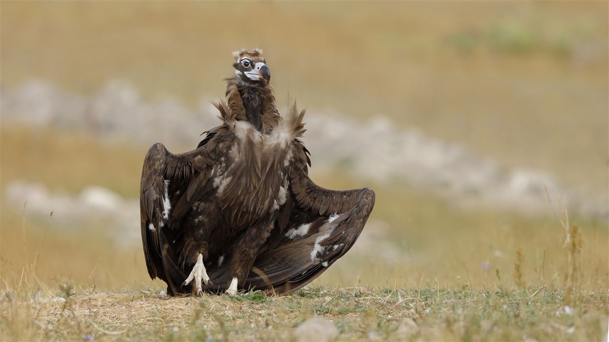 Cinereous Vulture