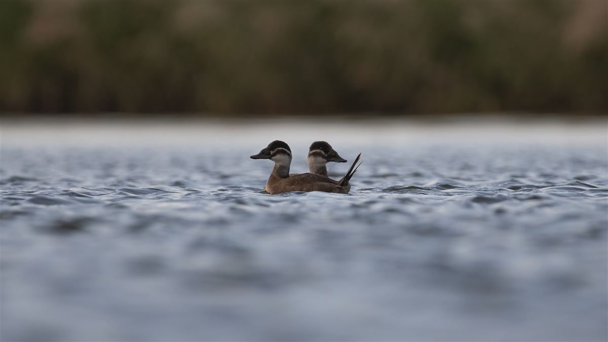 White-headed Duck