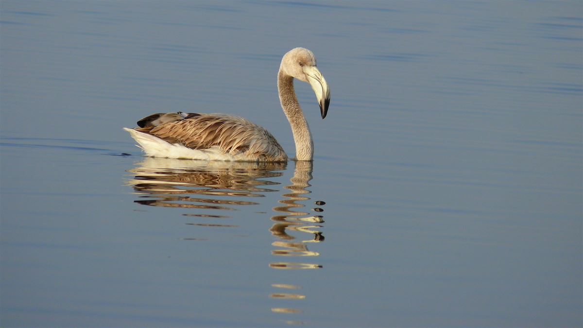 Greater Flamingo