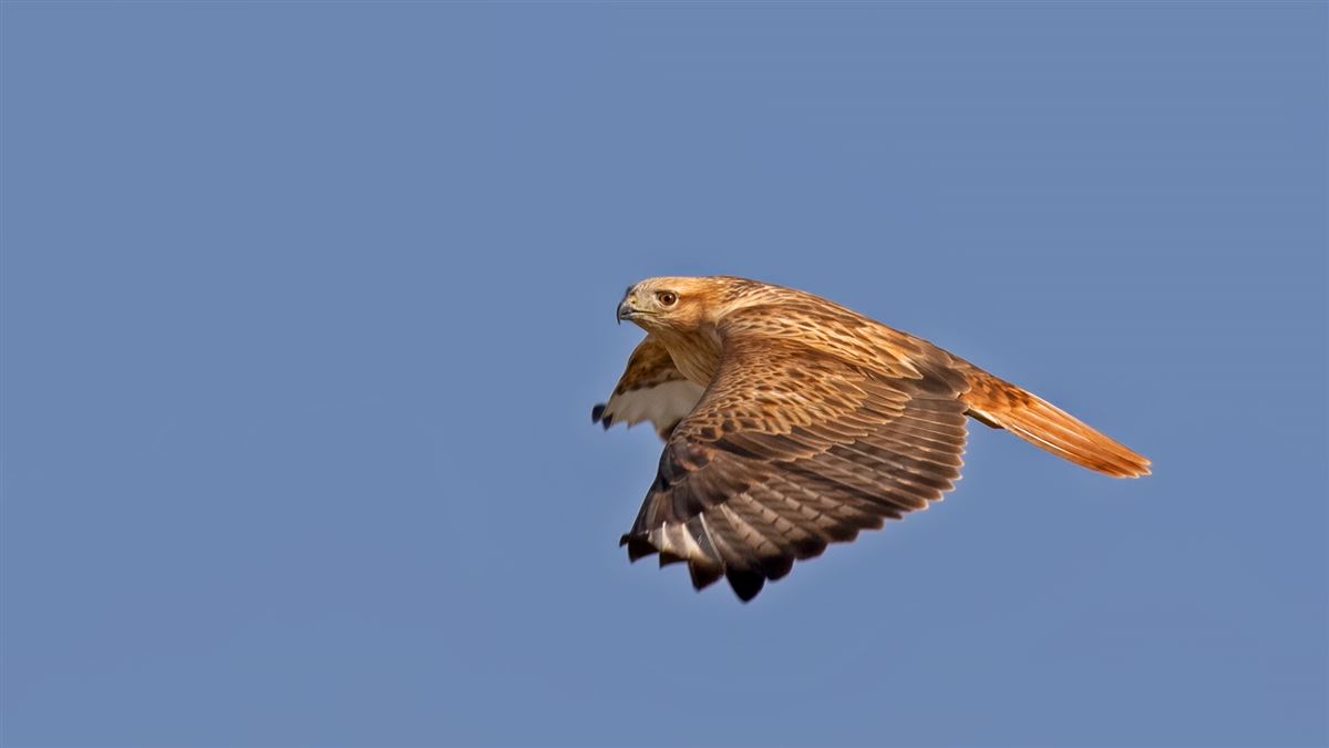 Long-legged Buzzard
