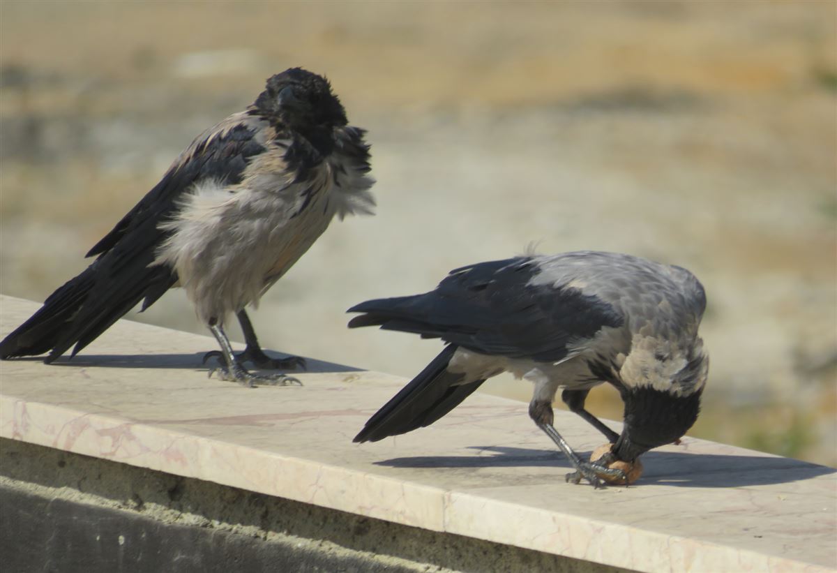 Hooded Crow