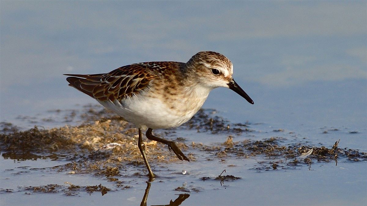 Little Stint