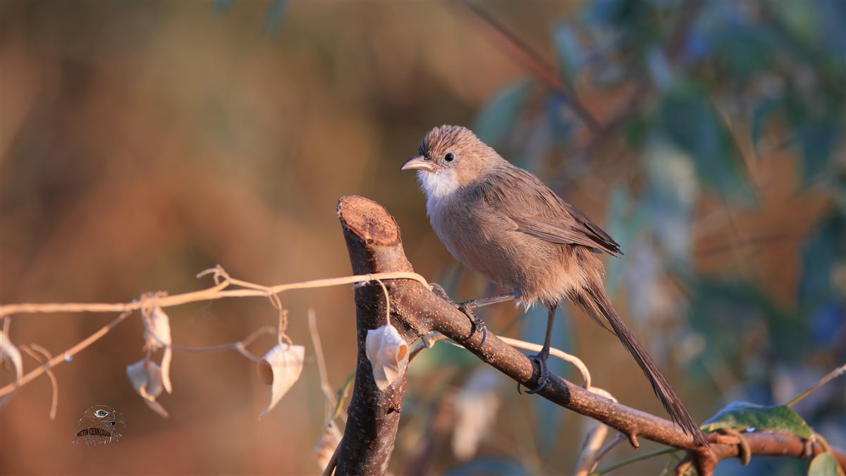 Iraq Babbler