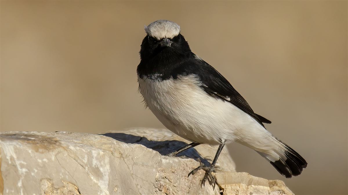 Finsch`s Wheatear