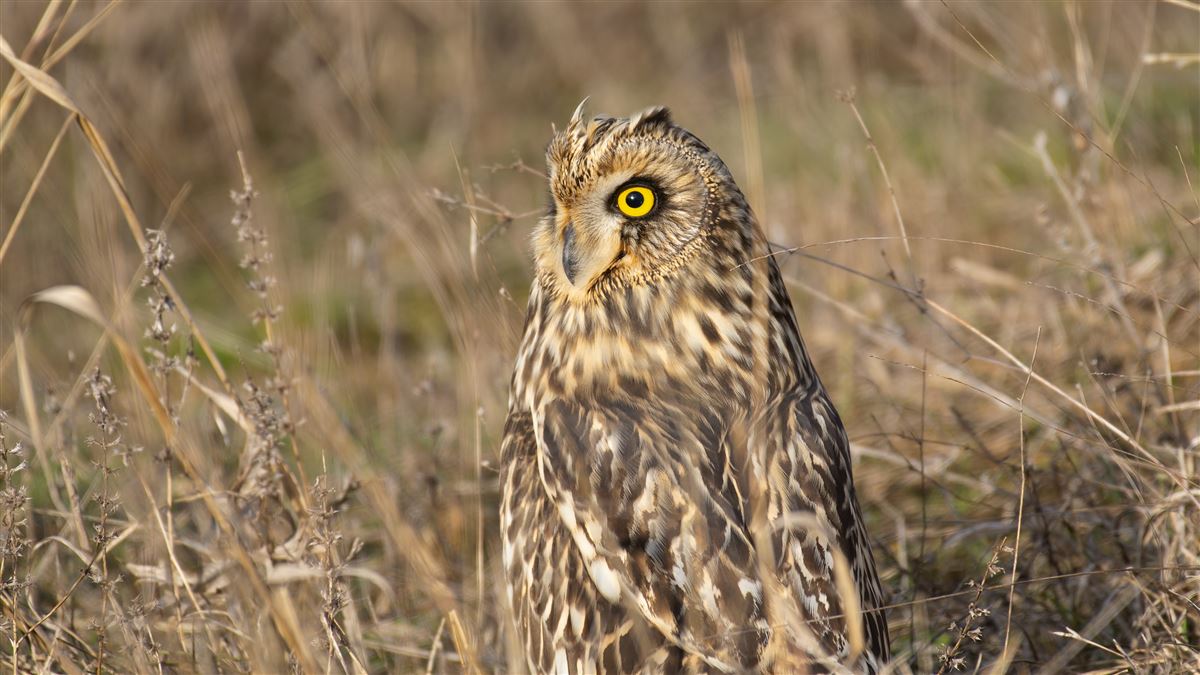 Short-eared Owl