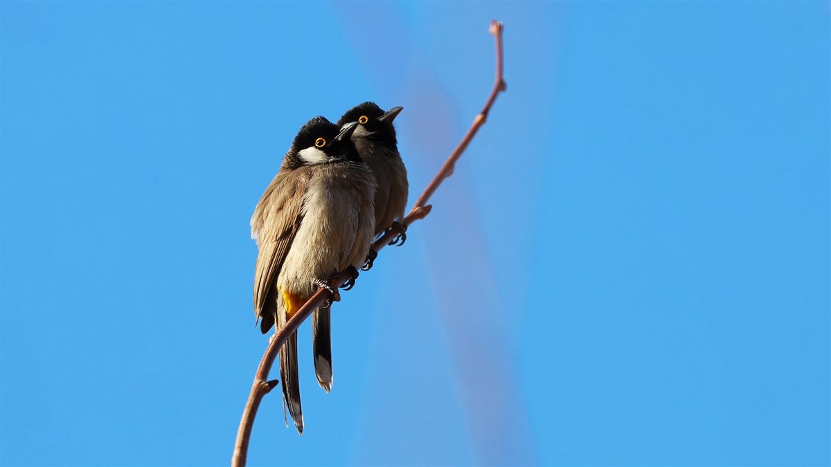White-eared Bulbul