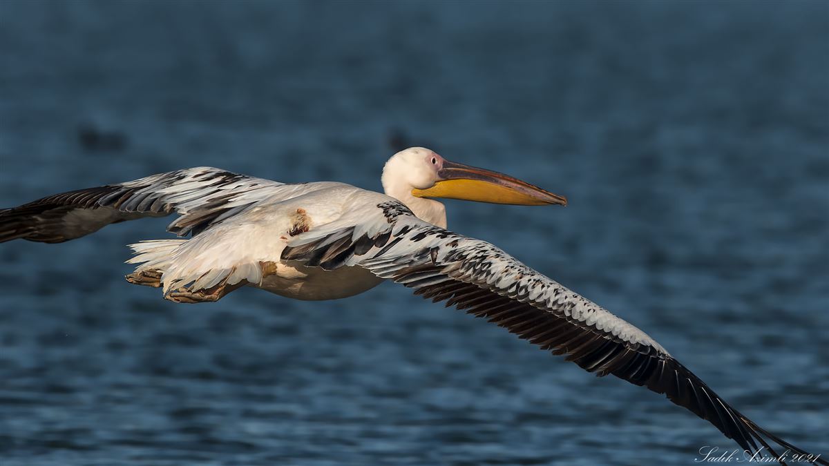 Great White Pelican