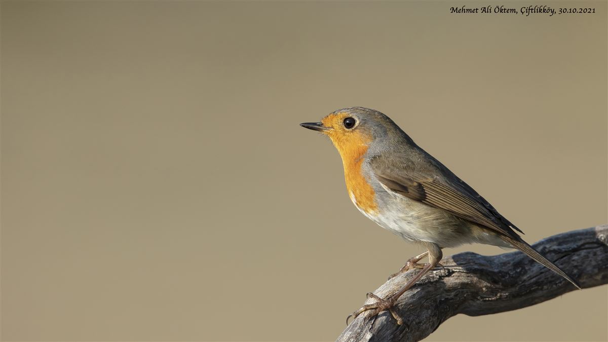 European Robin