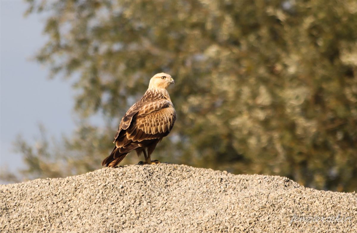 Long-legged Buzzard
