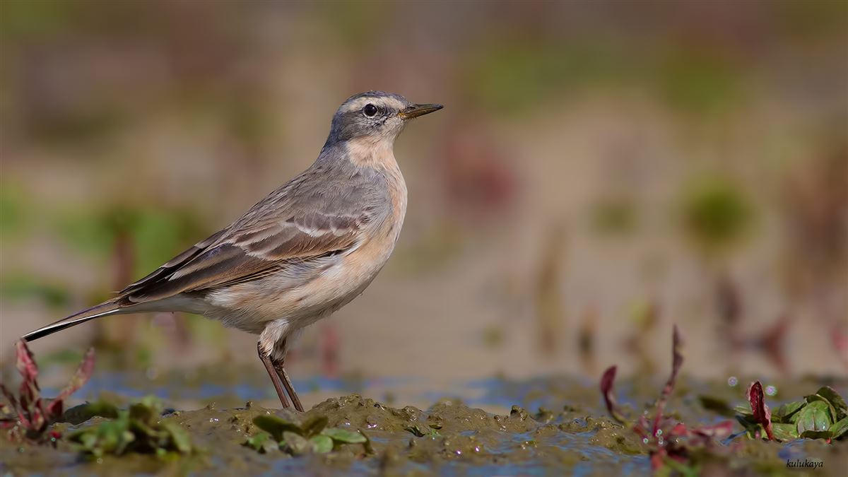 Water Pipit