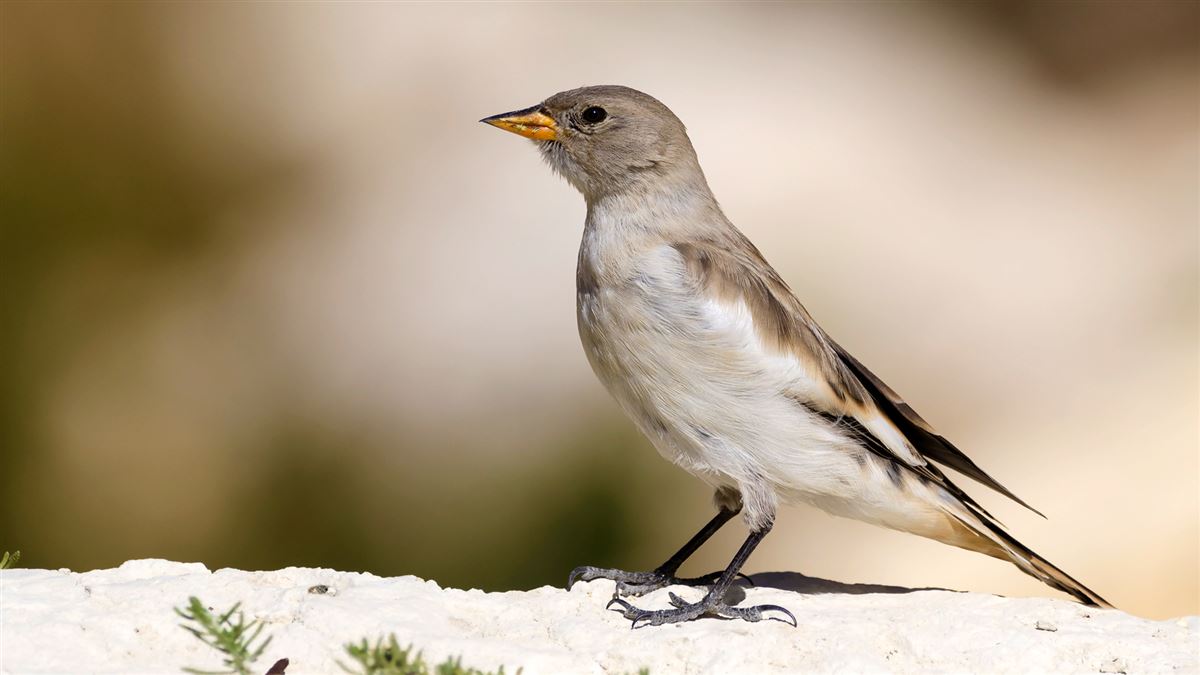 White-winged Snowfinch
