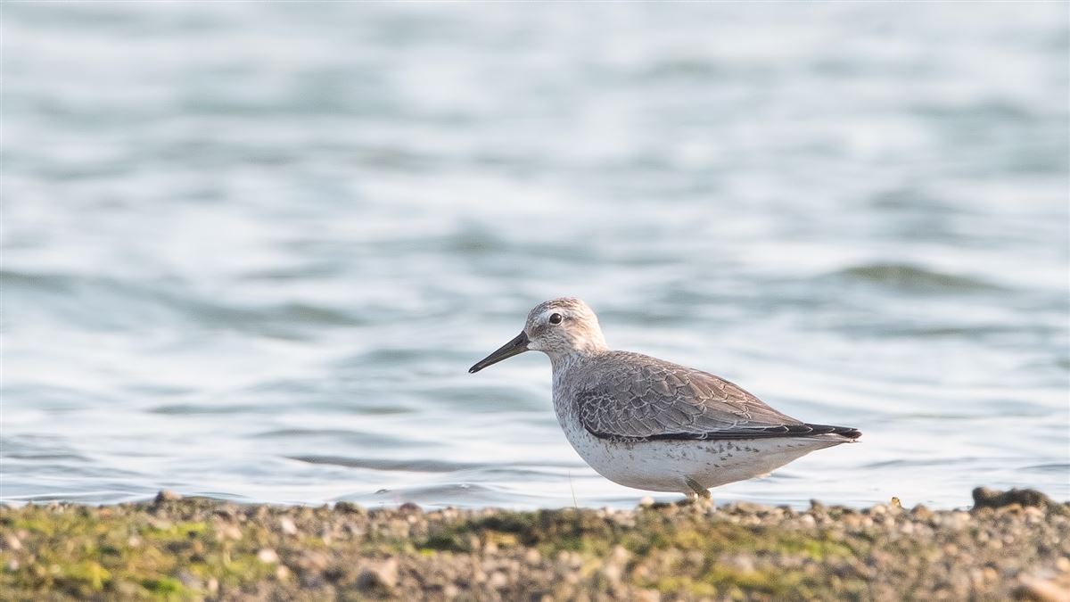 Red Knot