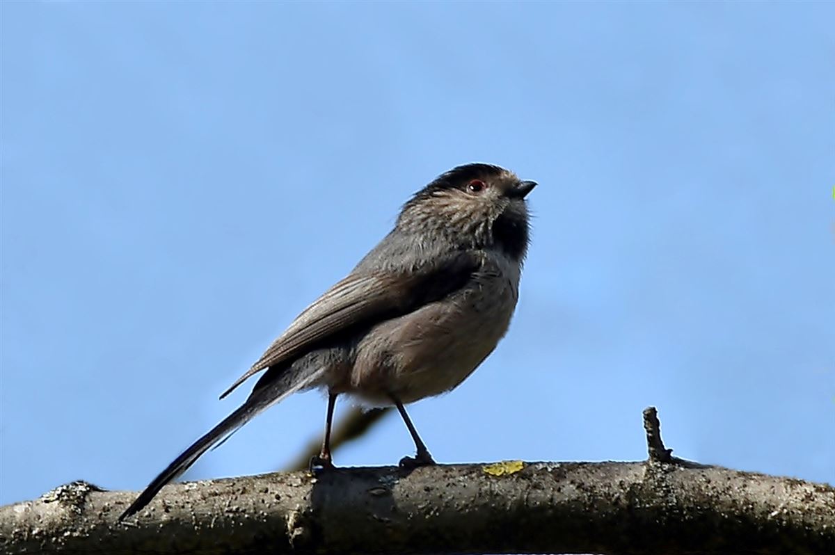 Long-tailed Tit