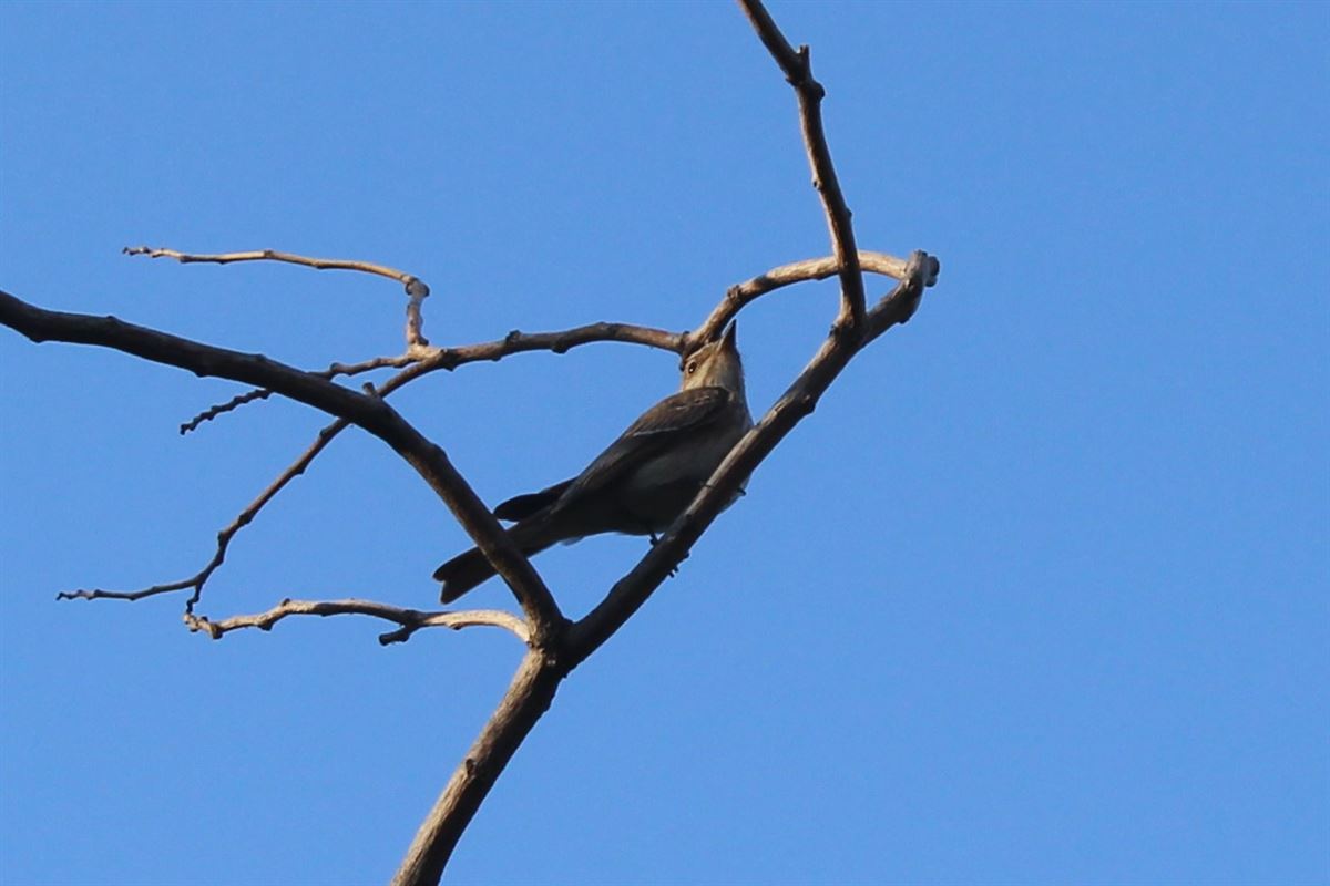 Spotted Flycatcher