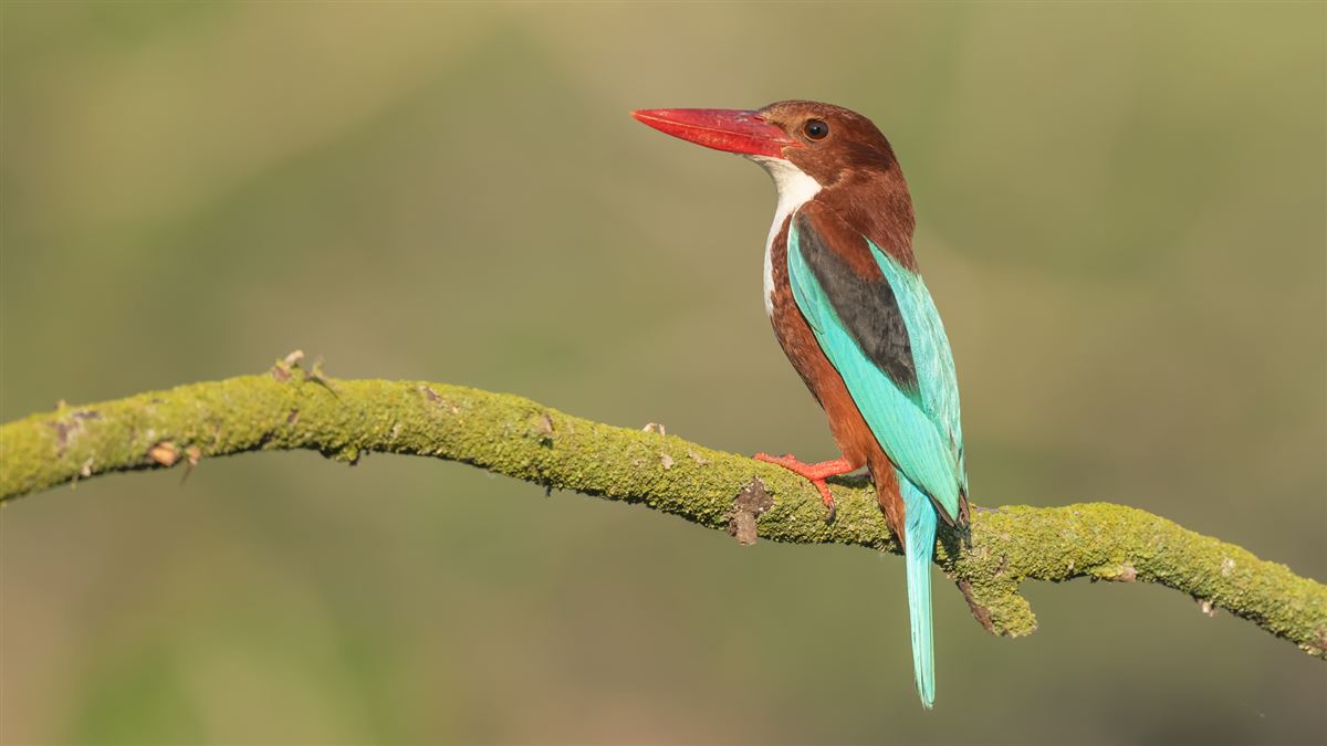 White-throated Kingfisher