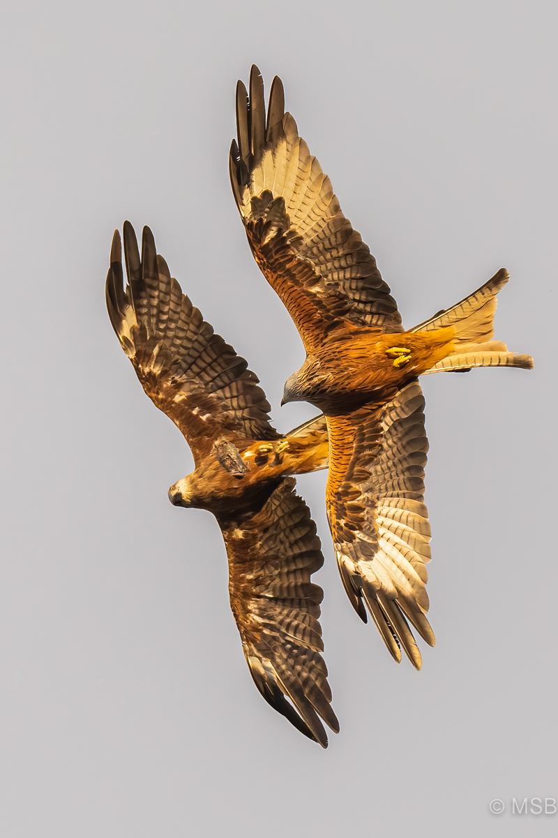 Red Kite