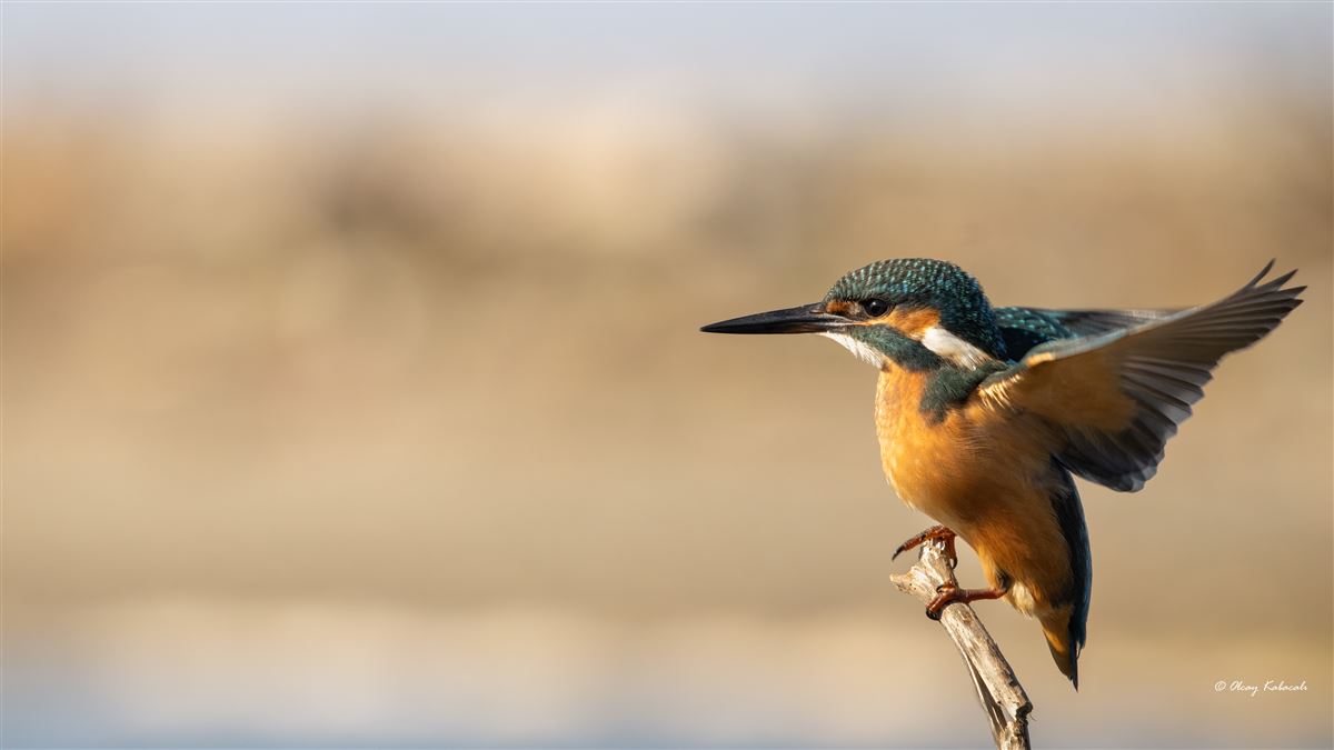 Common Kingfisher