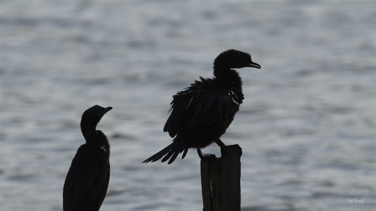 Pygmy Cormorant