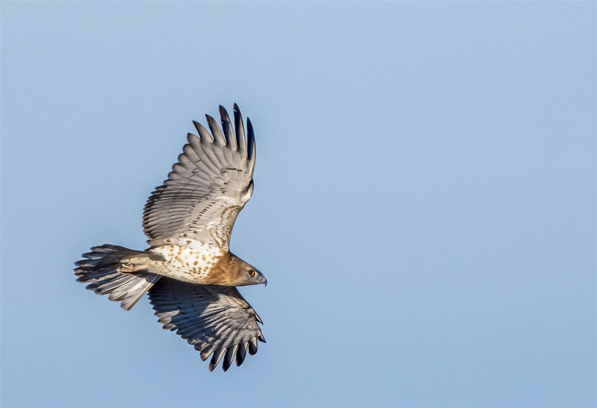 Short-toed Snake Eagle