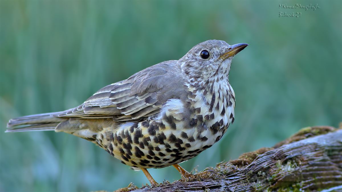 Mistle Thrush