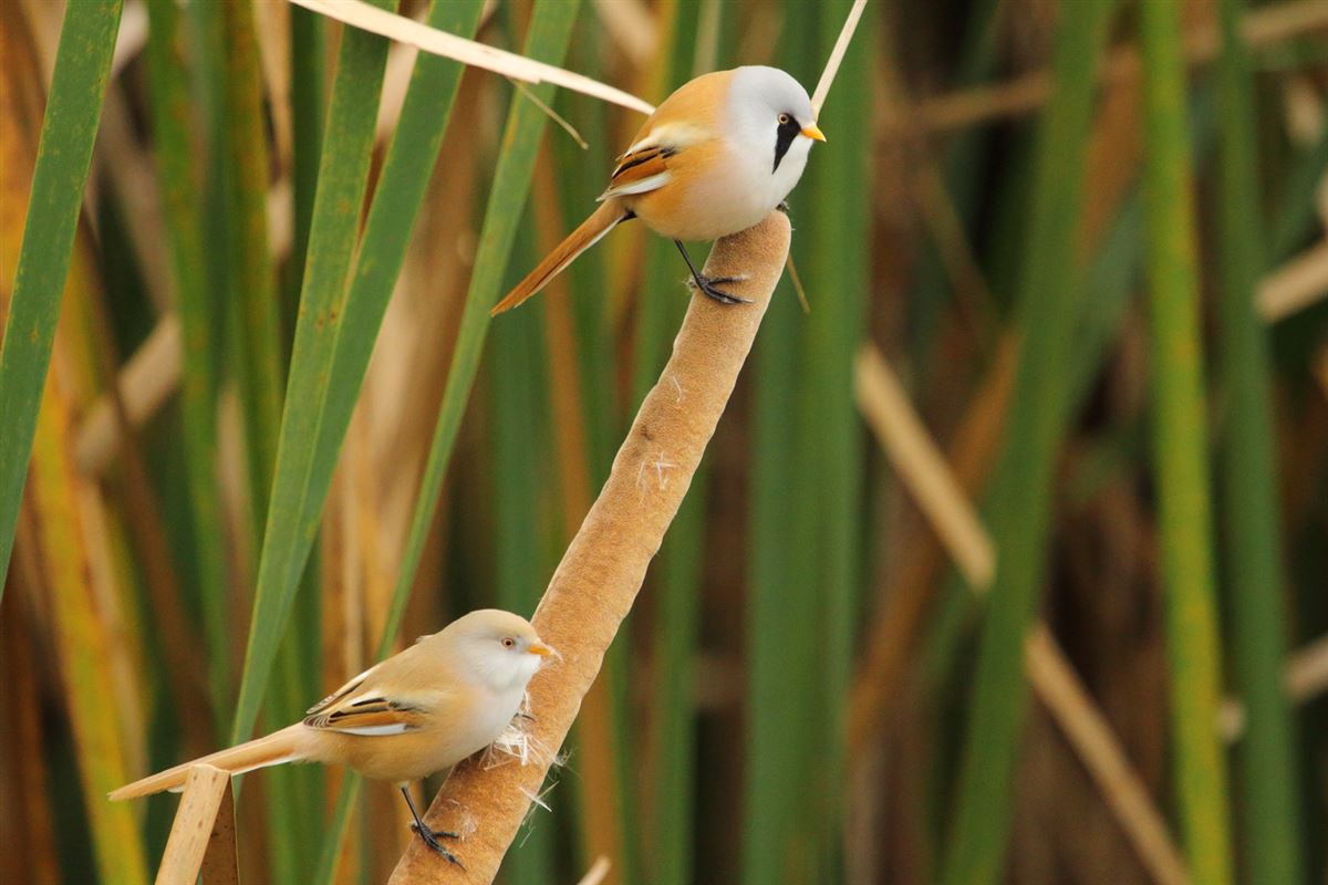 Bearded Reedling