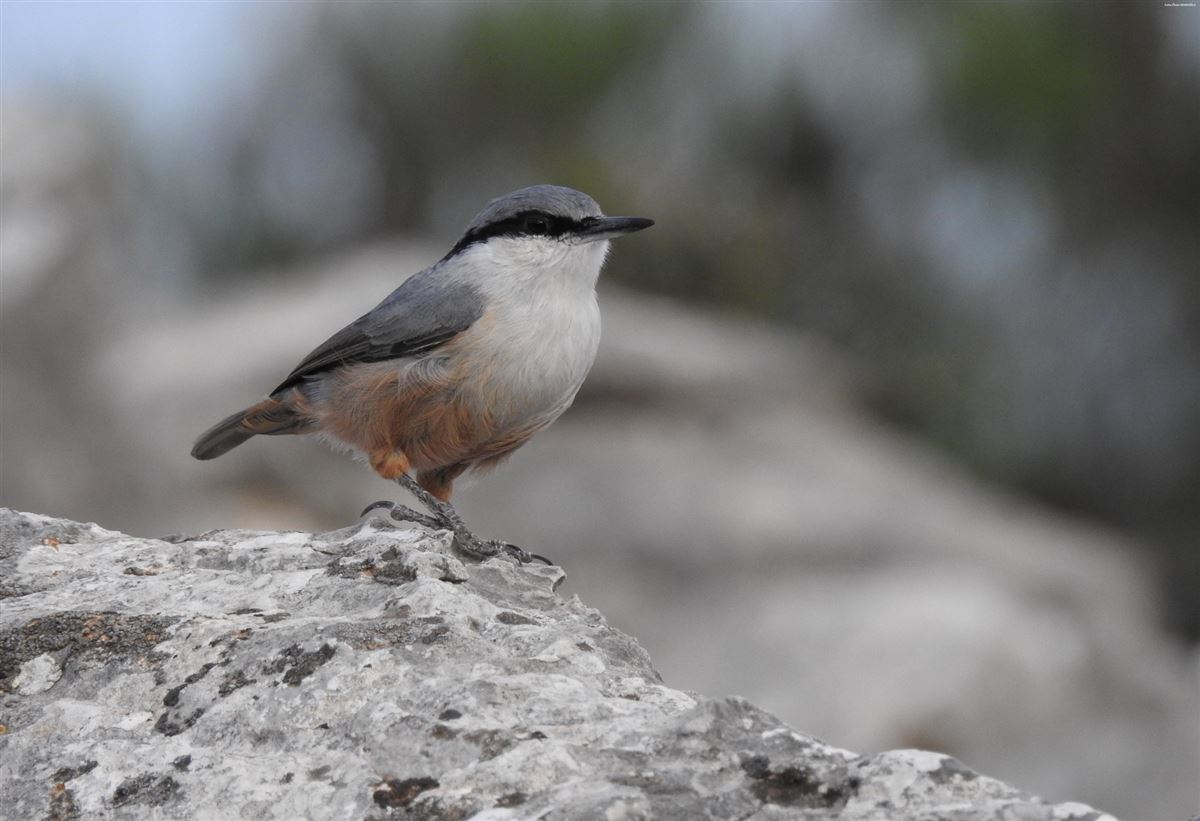 Western Rock Nuthatch