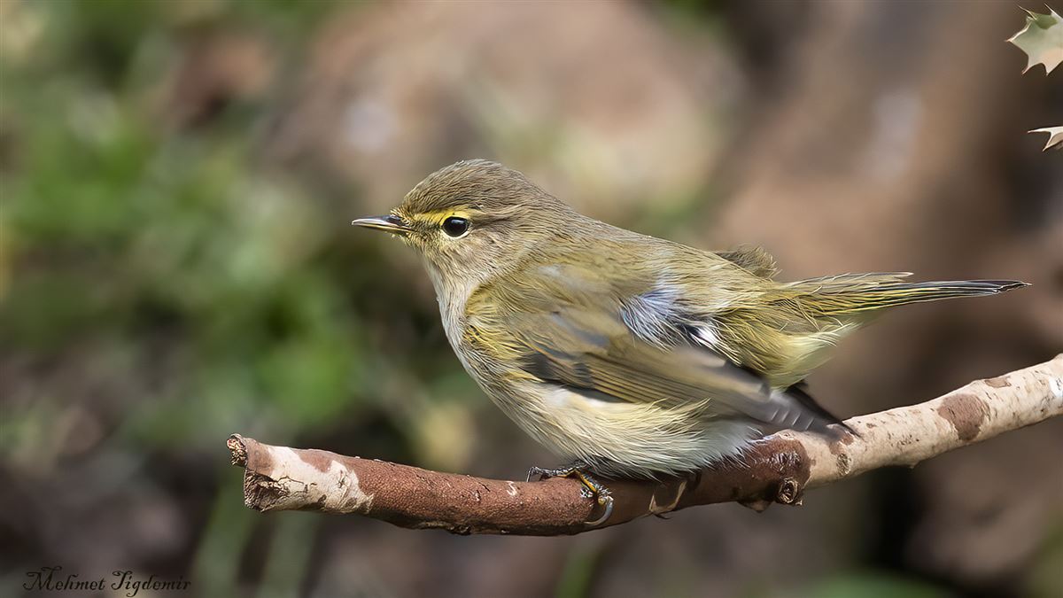 Common Chiffchaff