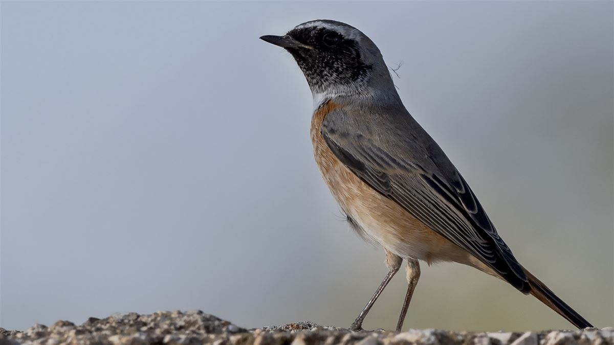 Common Redstart