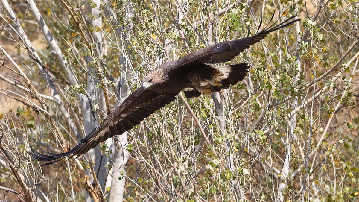 Golden Eagle