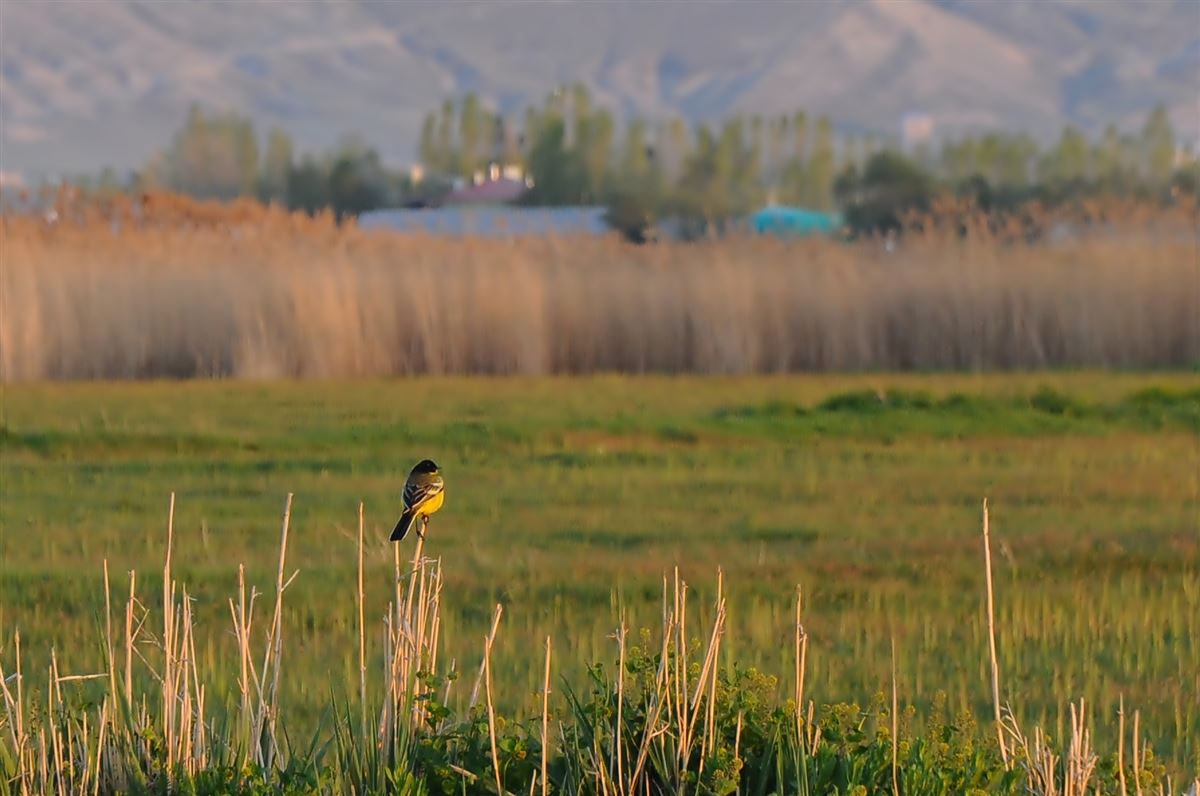 Western Yellow Wagtail