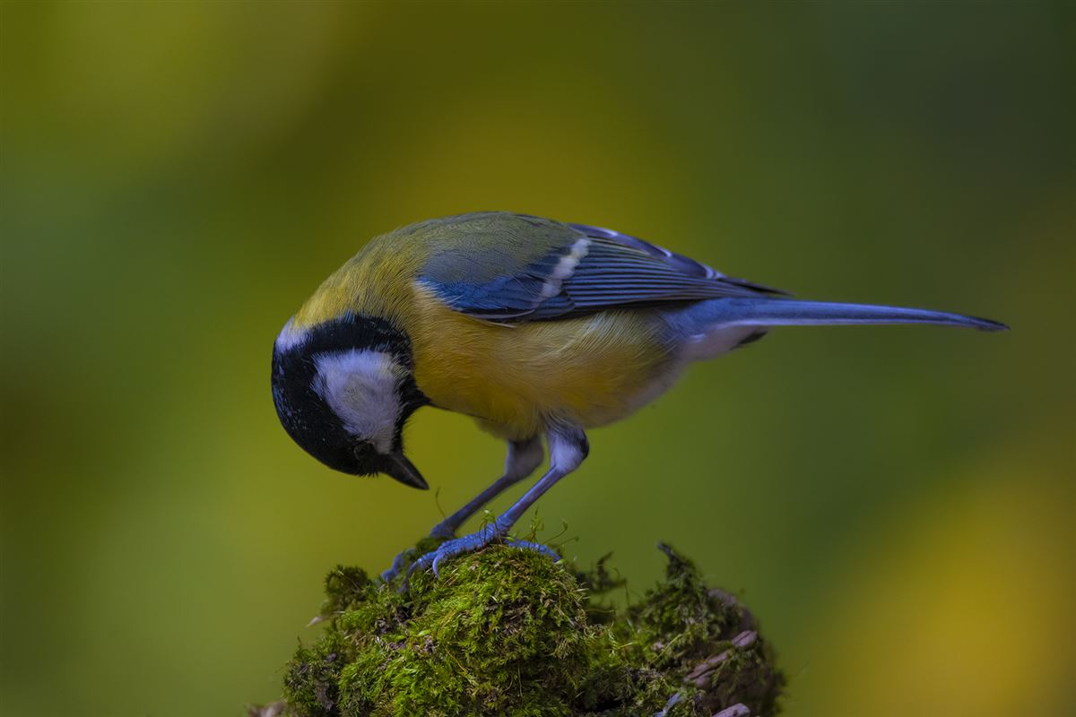 Great Tit