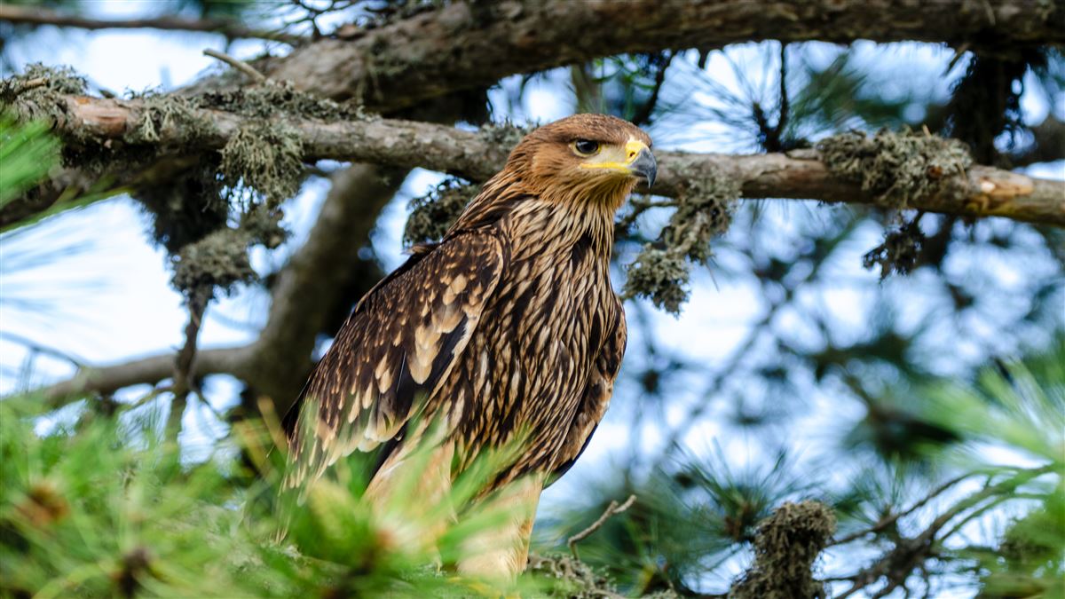 Eastern Imperial Eagle