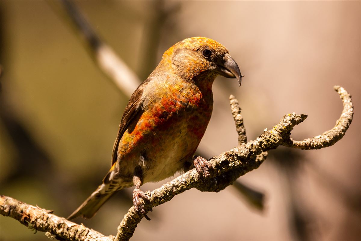 Red Crossbill