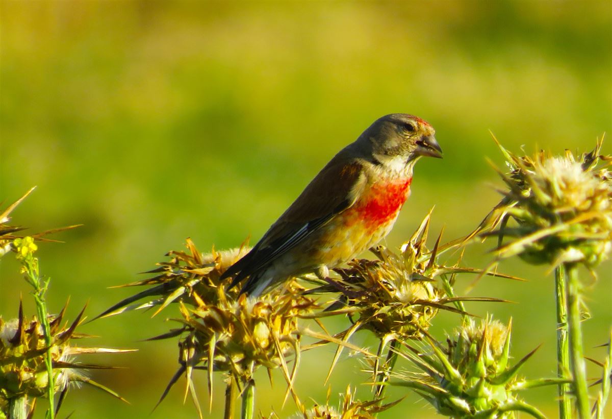 Common Linnet
