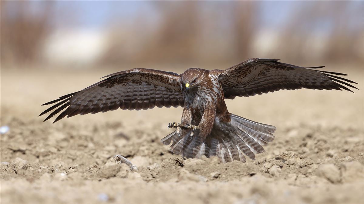 Common Buzzard