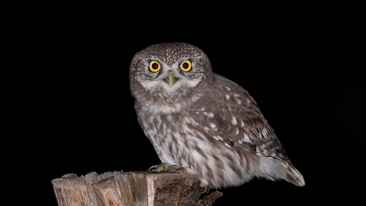 Little Owl