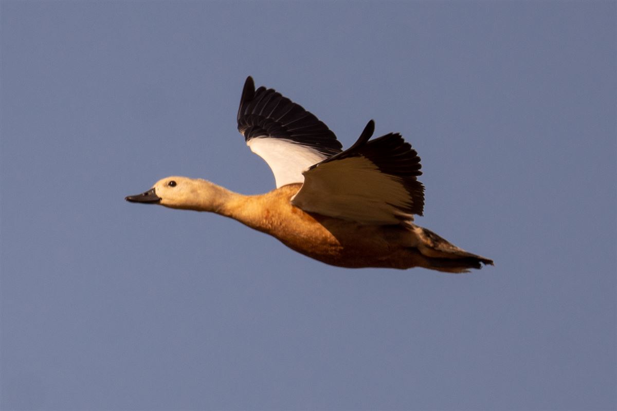 Ruddy Shelduck