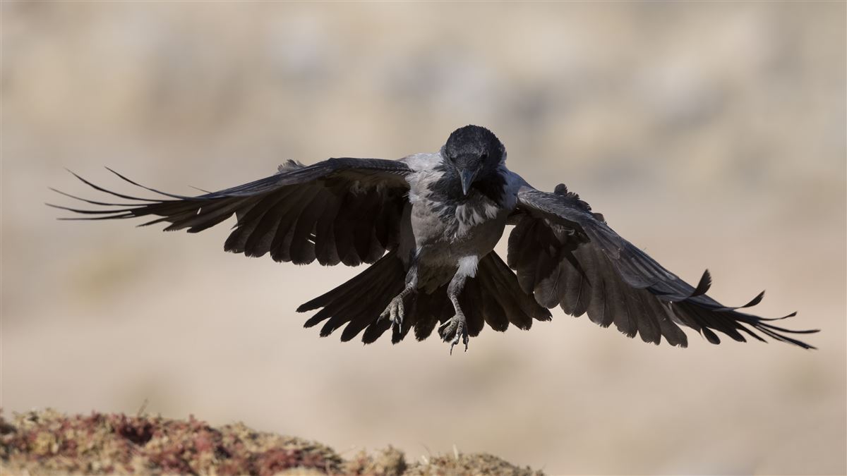 Hooded Crow