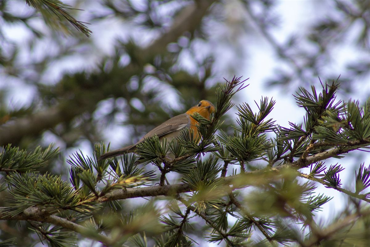 European Robin