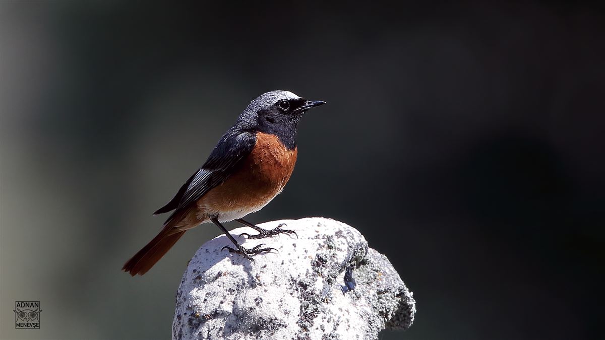 Common Redstart