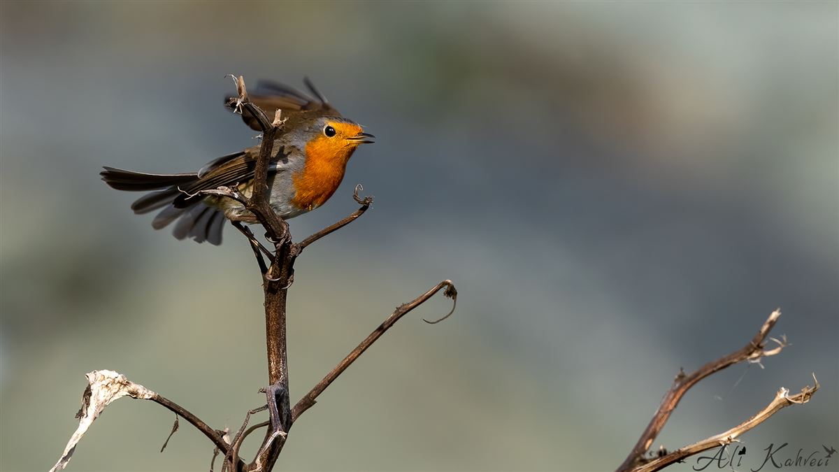 European Robin