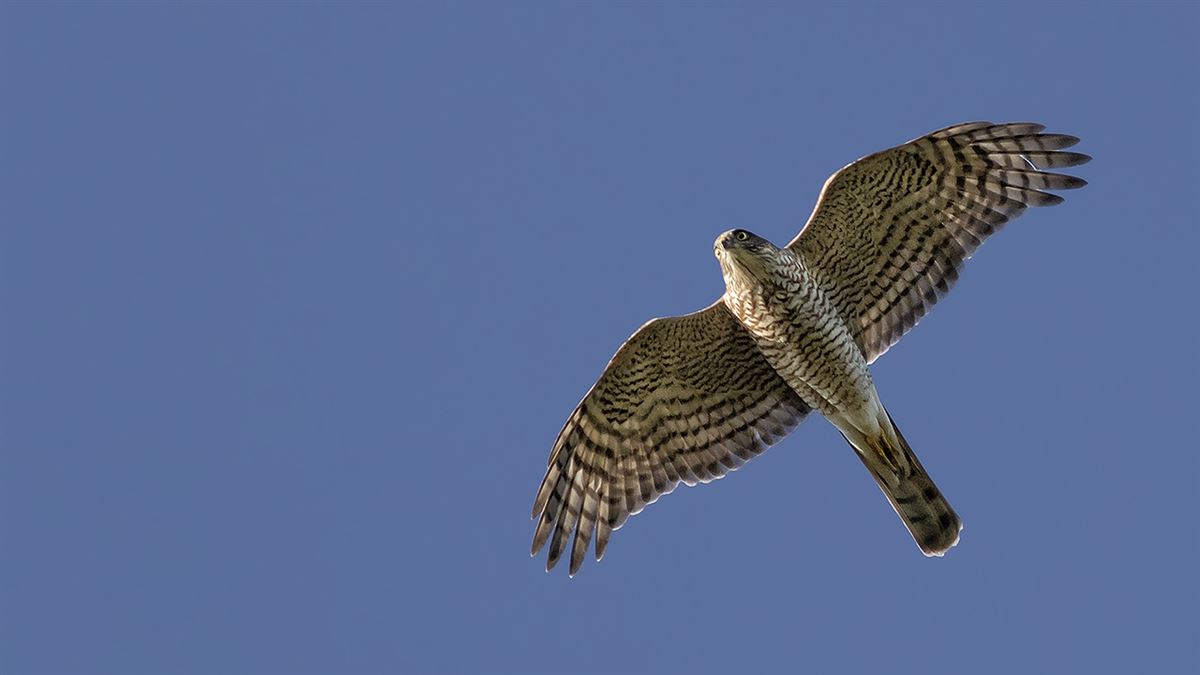 Eurasian Sparrowhawk
