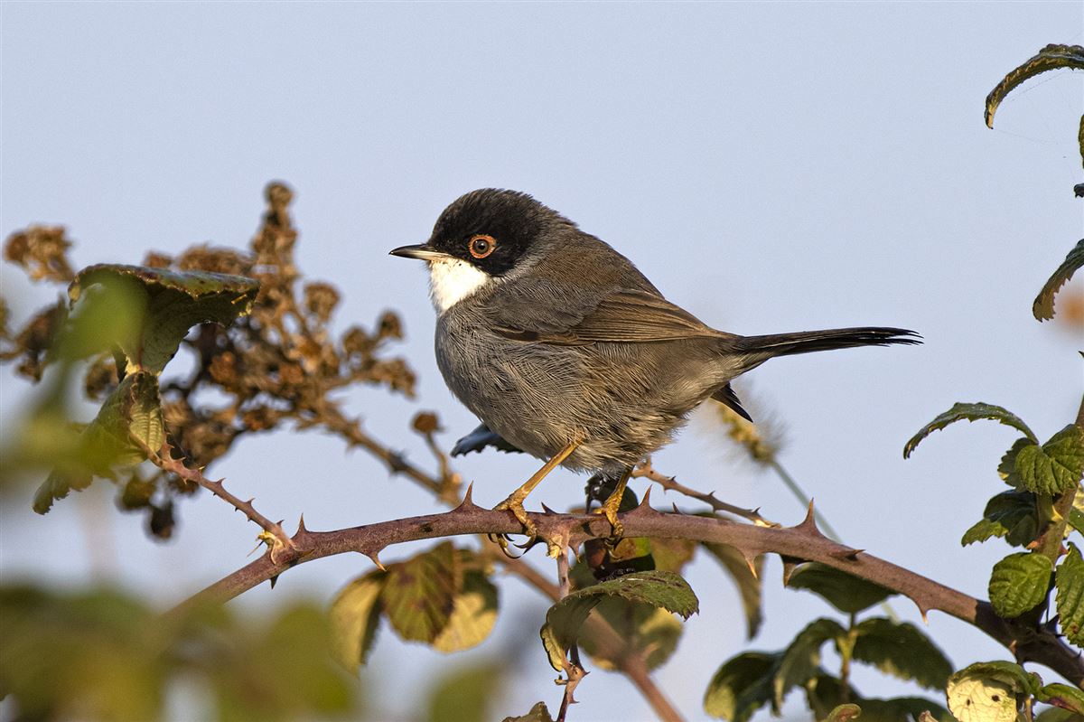Sardinian Warbler