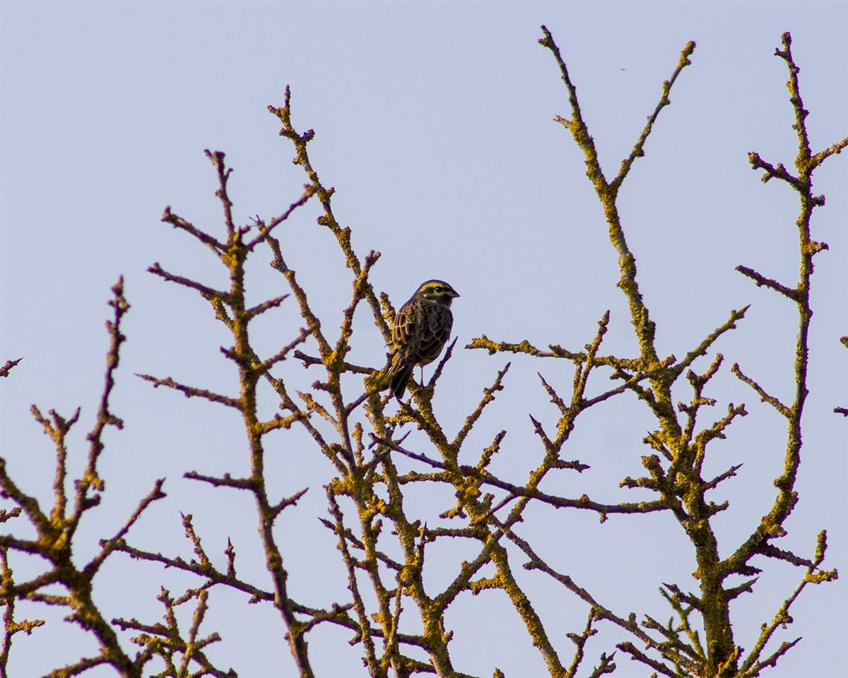 Cirl Bunting