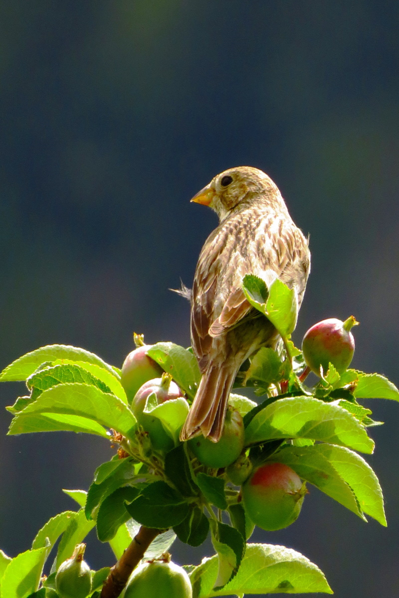Corn Bunting