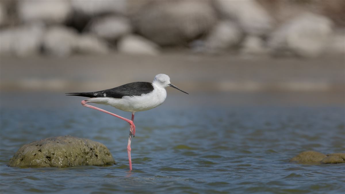 Black-winged Stilt