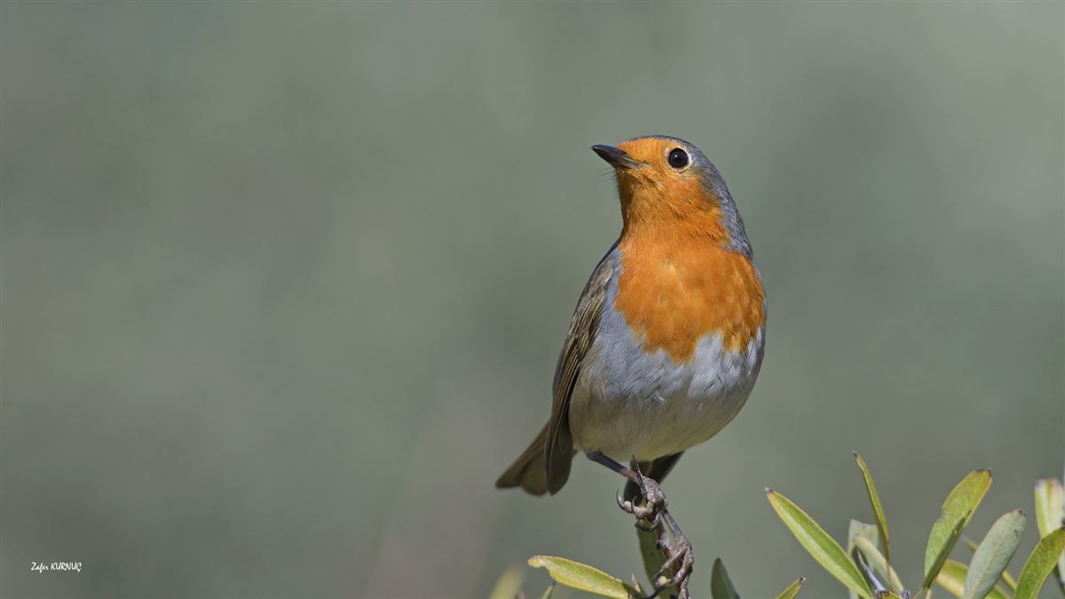 European Robin