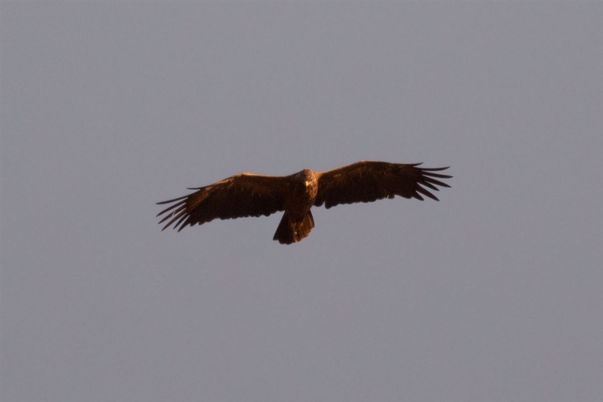 Lesser Spotted Eagle