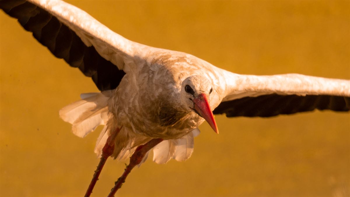 White Stork