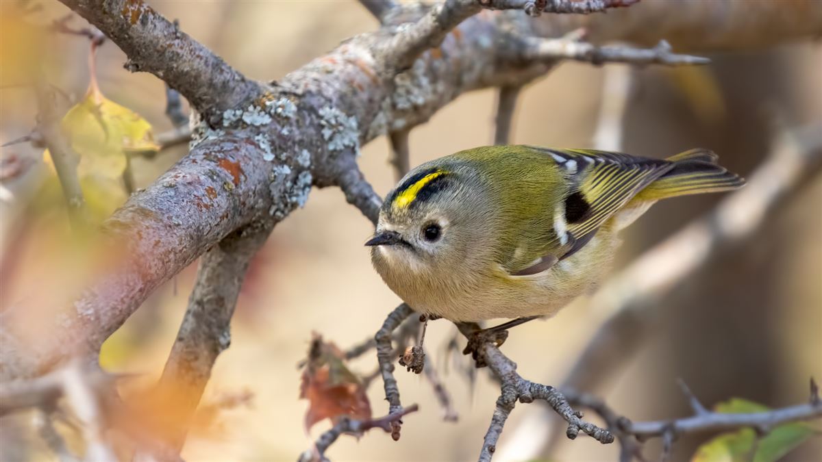 Goldcrest